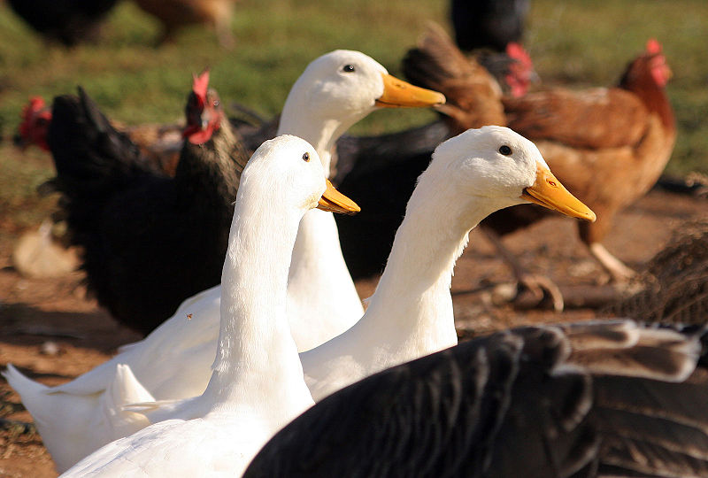 Ducks-and-poultry