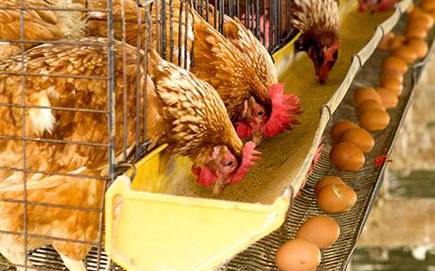 bl03Chickenfarm
