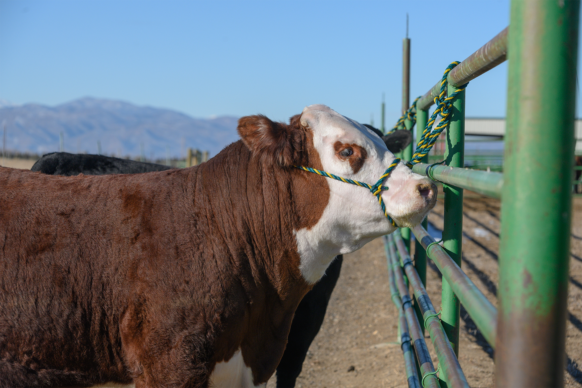 cattle