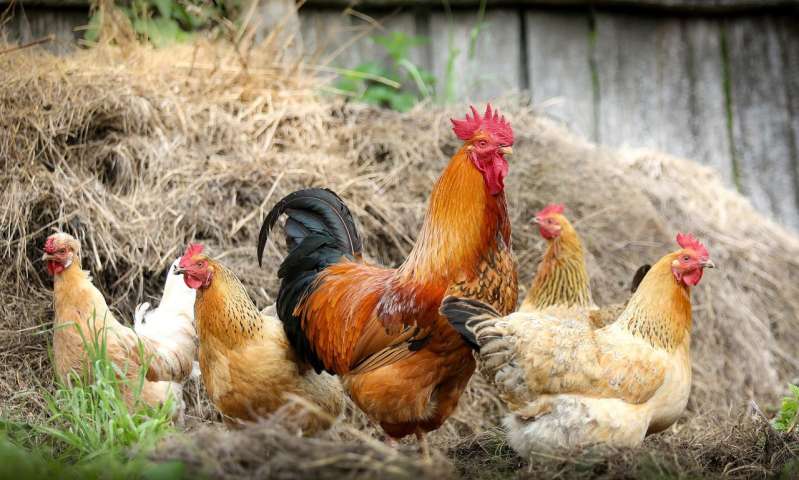 poultry